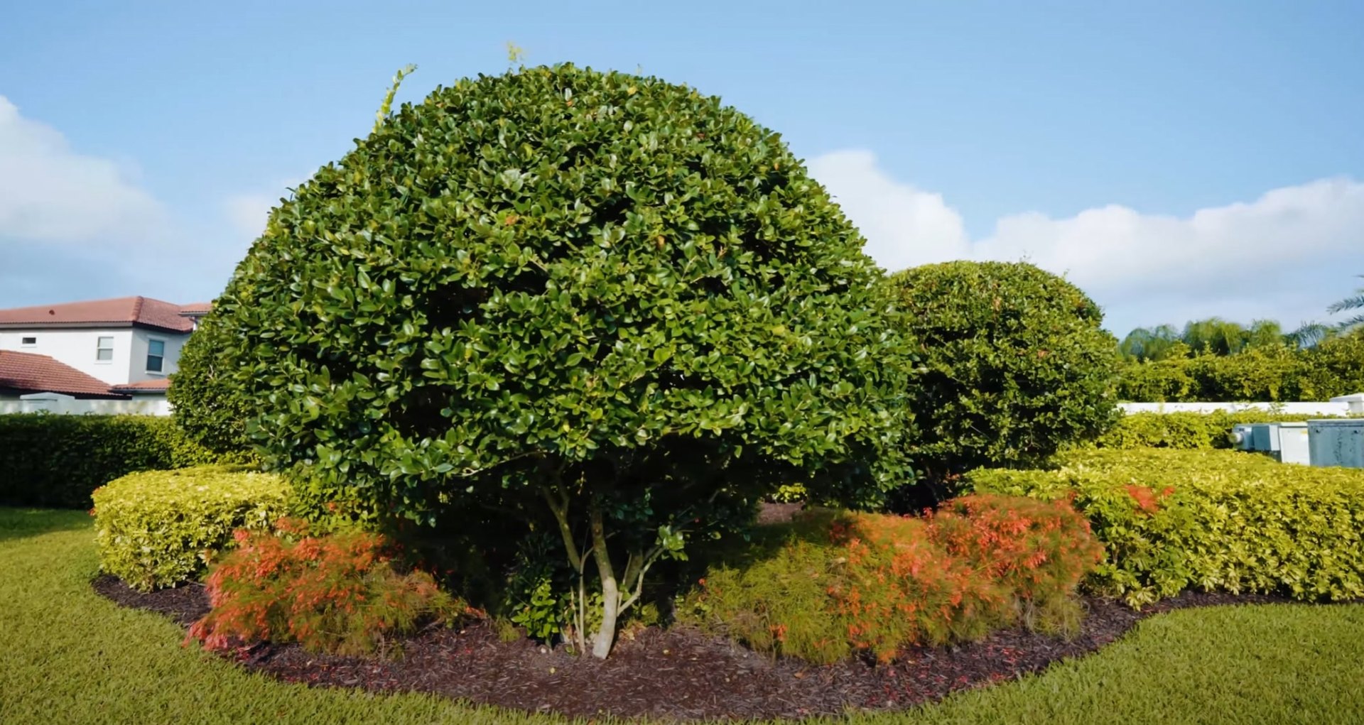 Low Maintenance Landscaping with Native Plants Beautiful mature landscaping with low maintenance plants and professional garden design